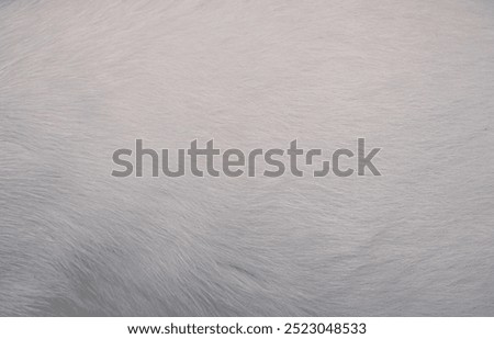 Cat fur texture background. gray vat hair or coat texture., Cat fur Abstract background texture of fur cat close-up
