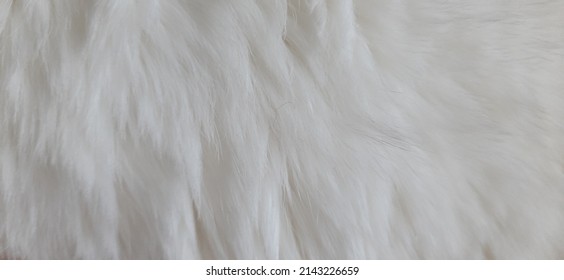 Cat Fur Texture Pattern Background, Natural Long Hair Fur Texture Top View, White Clean Wool, Light Natural Sheep Wool Cotton Texture of Fluffy Fur, Close-up Fragment White Wool Carpet Sheepskin
 - Shutterstock ID 2143226659