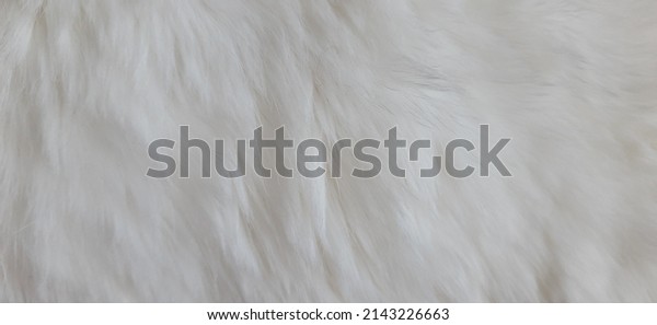 Cat Fur Texture Pattern Background,\
Natural Long Hair Fur Texture Top View, White Clean Wool, Light\
Natural Sheep Wool Cotton Texture of Fluffy Fur, Close-up Fragment\
White Wool Carpet Sheepskin