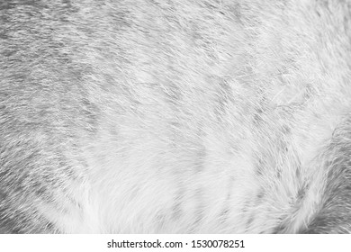 288 Cat patter Images, Stock Photos & Vectors | Shutterstock