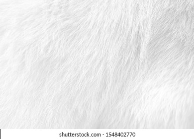 Cat fur texture , white or gray animal patterns for nature background