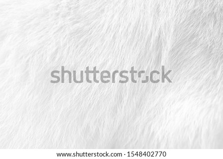 Cat fur texture , white or gray animal patterns for nature background