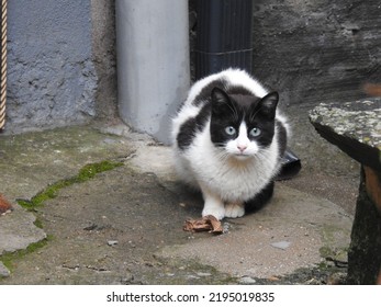 Cat Fur White Fur Black White Gray Ears Whiskers Eyebrows Nose Pink Pet Street Spot On Back Stray