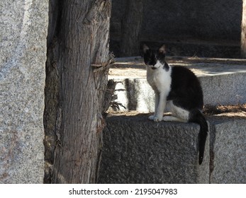 Cat Fur White Fur Black White Gray Ears Whiskers Eyebrows Nose  Pet Street Spot On Back Stray