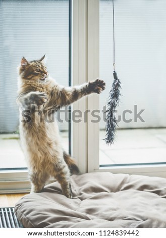 Similar – Playing cat at the window