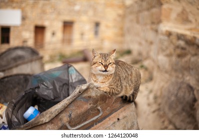 cat with garbage can