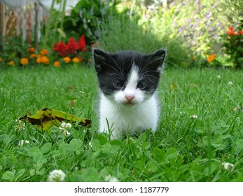 cat in the garden