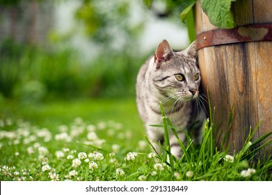 Cat In The Garden