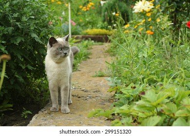 Cat In The Garden