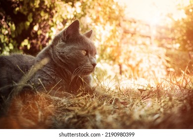 Cat in the garden, autumn colours - Shutterstock ID 2190980399