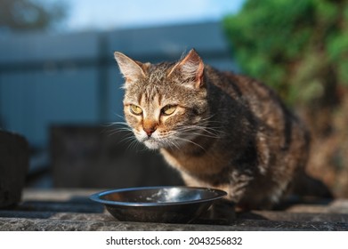 Cat In The Garden. Funny Gloomy Angry Cat Sits And Eats Food From A Bowl On The Street. A Portrait Of A Brown Striped Street Cat.