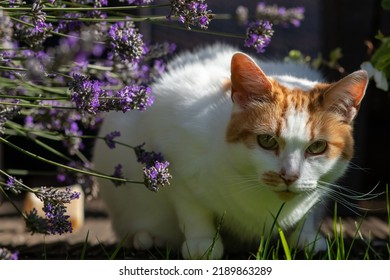 The Cat Is In A Garden In The UK Next To A Lavender Bush