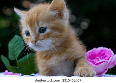 cat in the garden,red kitten and flowers - Shutterstock ID 2315452007