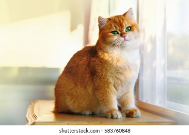Cat Garfield