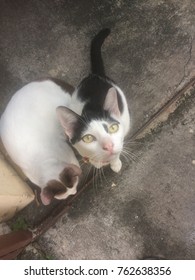 Cat gaze camera