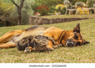  Cat And German Shepherd Dog Playing In The Park