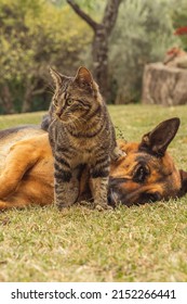  Cat And German Shepherd Dog Playing In The Park