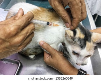 A cat get Rabies vaccine and Cat measles vaccine at the pets hospilal by doctor.