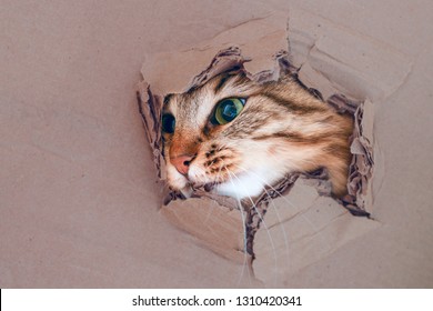 487 Cat tearing paper Images, Stock Photos & Vectors | Shutterstock