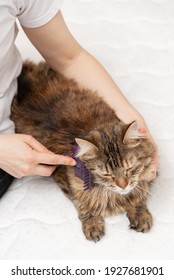 The Cat Gets Pleasure From The Fact That Girl Takes Care Of Her Pet, Combs The Cat's Fur With A Brush