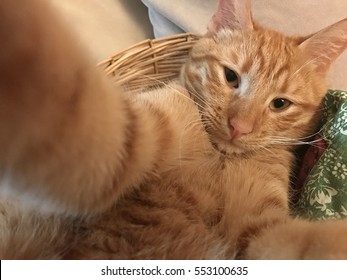 Cat Gets A Selfie 