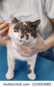 Cat Getting Clean Ears By The Female Groomer