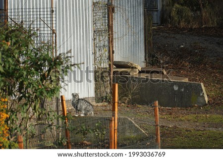 polish Animal Pet Cat 1