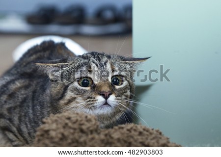 cat getting ready to pounce on the fact that she is stalking