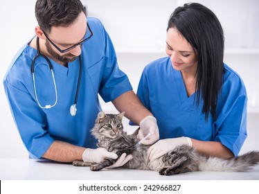 Cat Getting A Vaccine At The Veterinary Clinic.