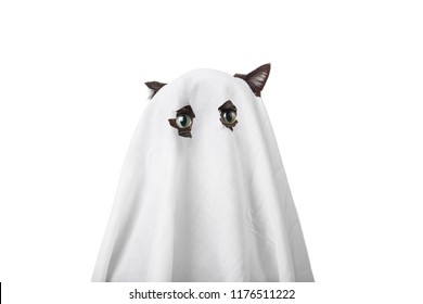 Cat In A Ghost Costume