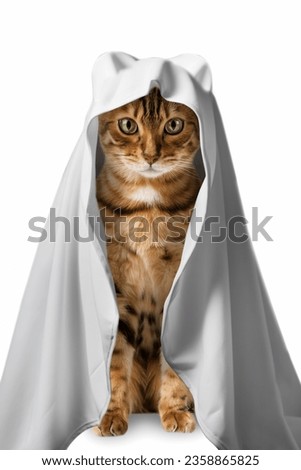Cat in a ghost costume on a white background. Cat dressed for Halloween isolated.