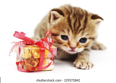 Cat And Gift Isolated On White Background