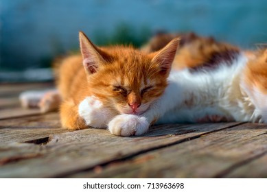 夏 猫 の画像 写真素材 ベクター画像 Shutterstock