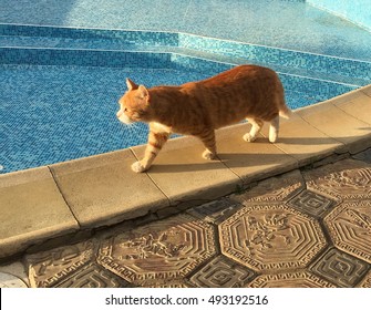 Cat Ginger Pool.