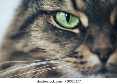 green eyed cat breeds