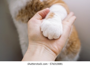 Cat Gives Paw. Paw Cat In Human Hand. Friendship Of Cat And Human