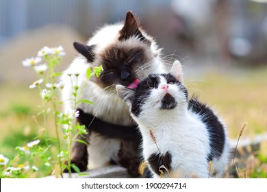 Cat Giving The Kitten A Bath