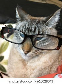 Cat With Glasses