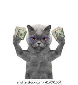 cat money