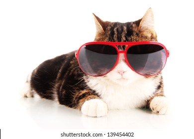 Cat With Glasses Isolated On White