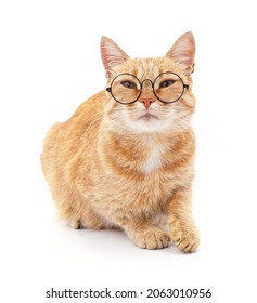 Cat With Glasses Isolated On A White Background.