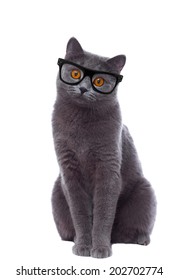 Cat With Glasses Looking Curiously Isolated On White