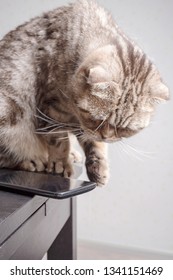 Cat Is Going Throwa Cell Phone On The Floor, Dangerously Lying On The Edge Of The Table, Carelessly Left. Close-up.