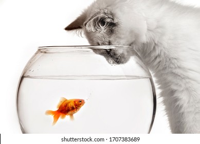 Cat And A Gold Fish 