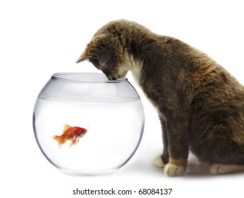 Cat And A Gold Fish