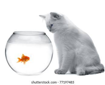 Cat And A Gold Fish