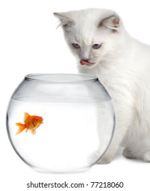 Cat And A Gold Fish