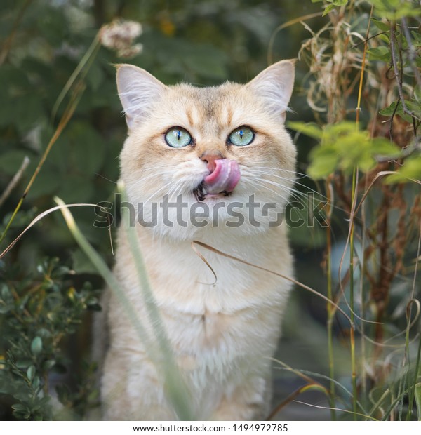 Cat Golden British Shorthair Golden Shaded Stock Photo Edit Now