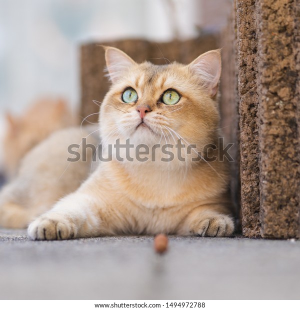 Cat Golden British Shorthair Golden Shaded Royalty Free Stock Image