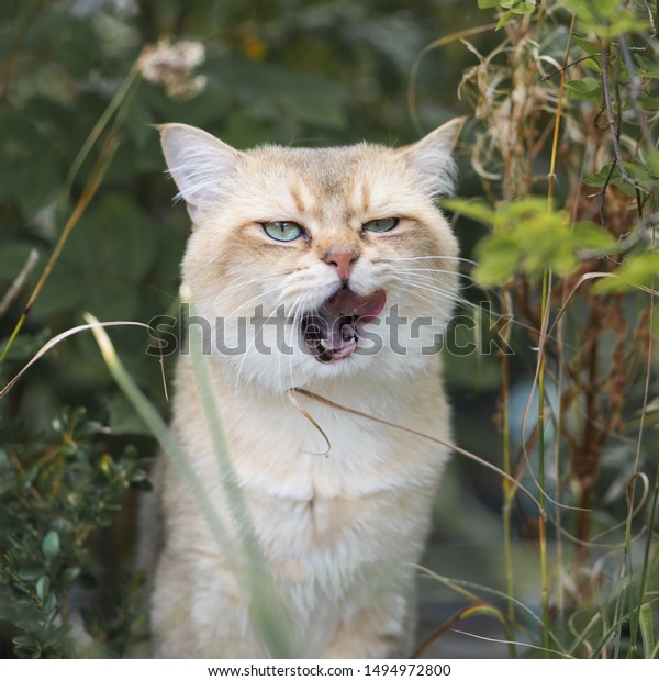 Cat Golden British Shorthair Golden Shaded Stock Image Download Now